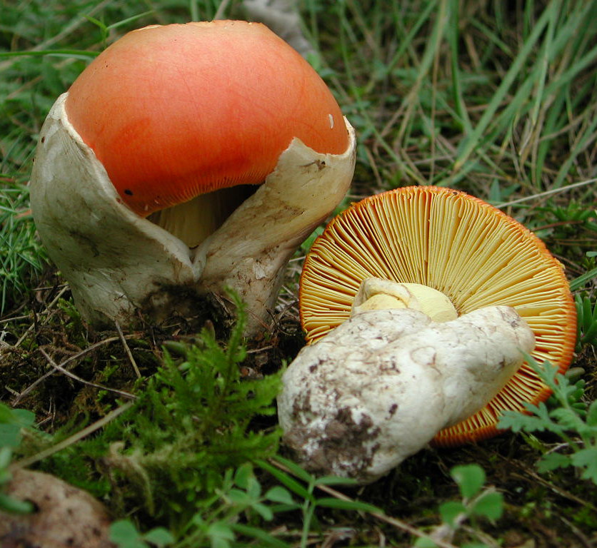 Agaricales r.