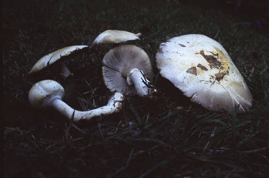 Agaricales Erdőszéli