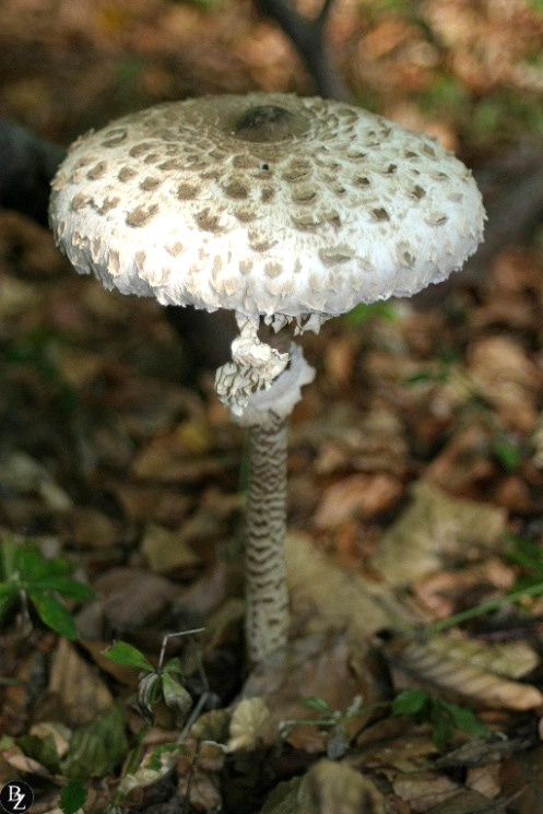 Nagy őzlábgomba Macrolepiota procera A kalap nagy, 30 cm-t is elér, fiatalon dobverő alakú, később esernyőszerűen kiterül, de a közepén púpos marad.