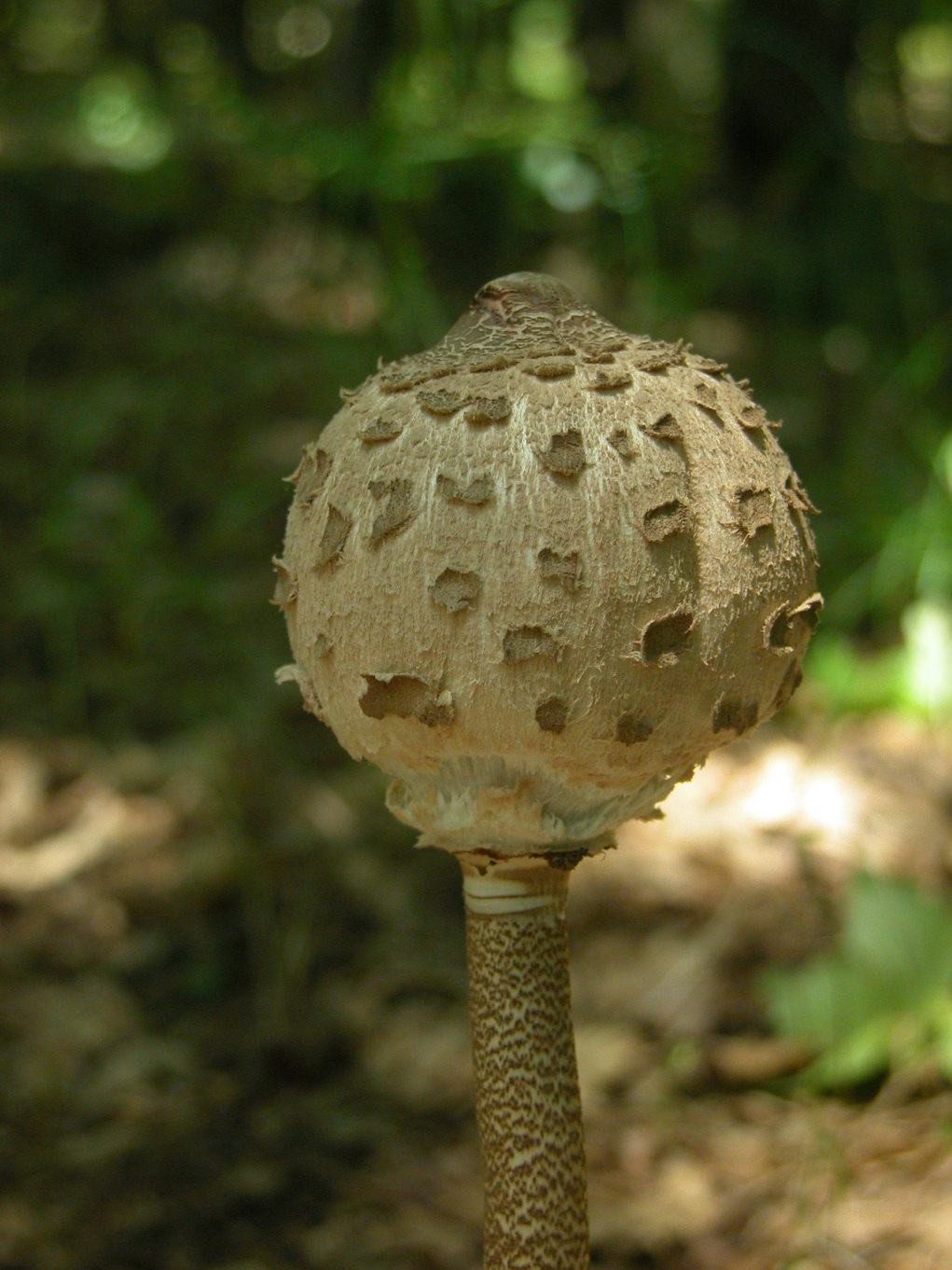 Agaricales Nagy