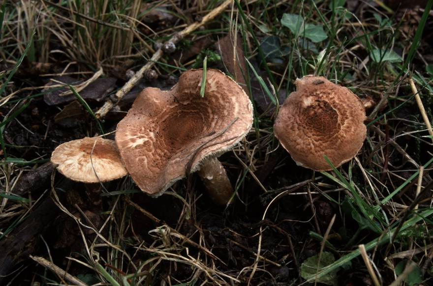 Agaricales Vörhenyes