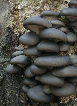 Késői laskagomba Pleurotus ostreatus A termőtest rendszerint csoportosan jelenik meg. A kalap max. 15-20 cm átmérőjű, ellaposodó, nyelv, vagy lapát formájú.