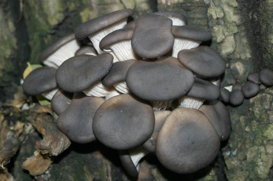 Agaricales Késői