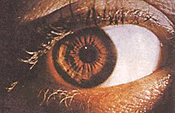 Látás, az emberi szem: k állandó t változik D= 1/f változik a szemlencse alakjának