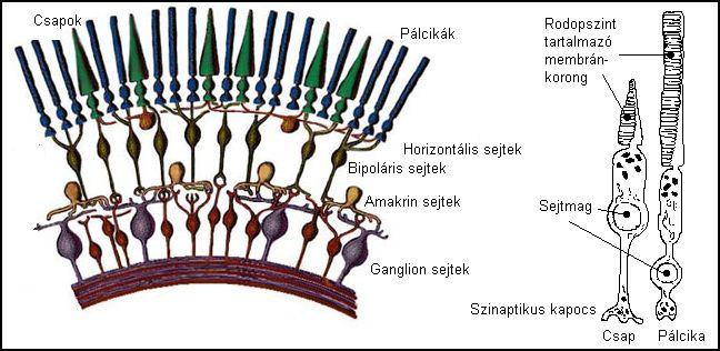 A retina