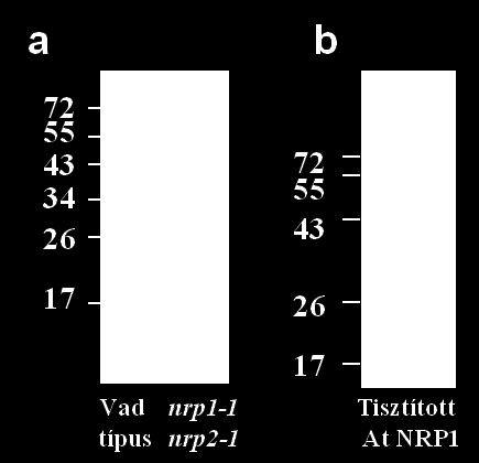 Az At NRP1 elleni ellenanyag egy 37 kda körüli fehérjét ismer fel vad típusú növényekből származó fehérje kivonatból, ami hiányzik az NRP hiányos nrp1-1 nrp2-1 mutánsokból. b.