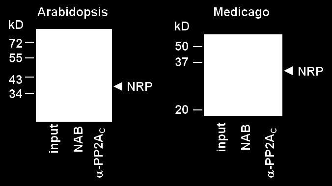 13. ábra. A lúdfű és lucerna NRP fehérjék kölcsönhatnak a PP2A enzimmel Az NRP-k és a PP2A katalitikus alegysége közti kölcsönhatást ko-immunoprecipitálással mutattuk ki.