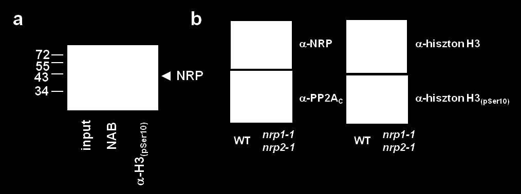 Mintáinkhoz a hiszton H3(pSer10) at felismerő ellenanyagot adtuk hozzá, majd a kikötött ellenanyagról lemosott eluátumot immunoblottal, NRP ellenanyag felhasználásával teszteltük.