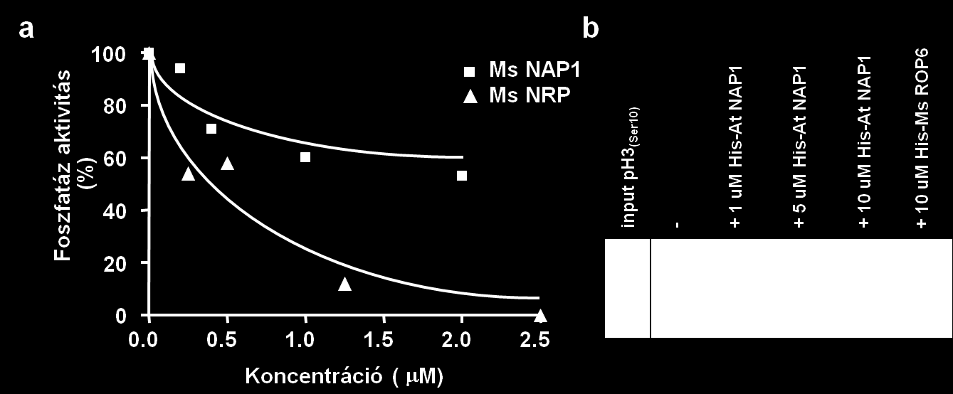 eléréséhez legalább ötször magasabb lucerna NAP1 koncentrációra volt szükség (15. ábra).