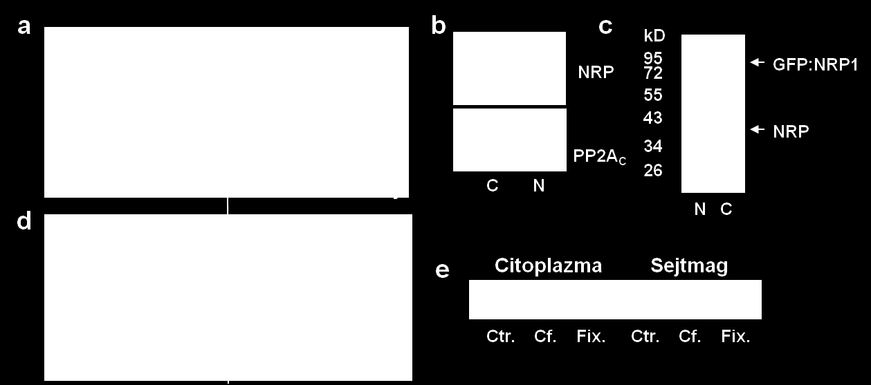 toplazmás (C) és nukleáris (N) fehérje frakciókban. c.