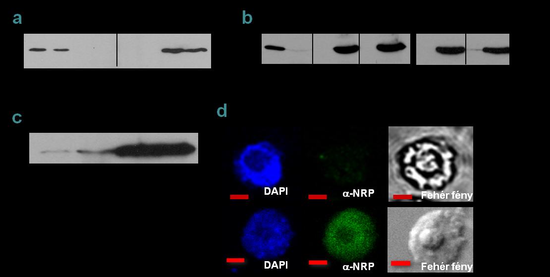 hőkezelt sejtmagokban nagy mennyiségben mutatott ki NRP proteineket, a kontroll magok ezzel szemben alig mutattak fluoreszcens festődést (20.d ábra)