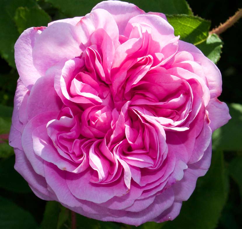 10 DOSSZIÉ Aromatika magazin 2015. 2.2. Rosa centifolia Fotó: Patrick Nouhailler www.flickr.