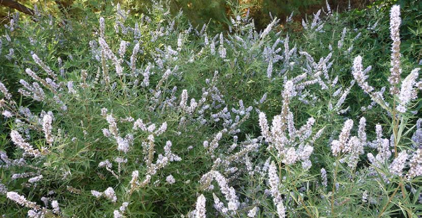 Aromatika magazin 2015. 2.2. hagyományok 45 Babis Psaroudakisszal együtt alapította meg manufaktúrájukat Wild Herbs of Crete néven.