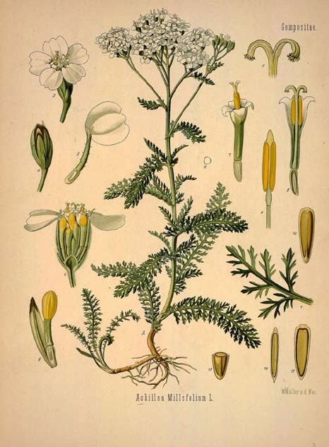 50 gyógynövények Aromatika magazin 2015. 2.2. Fotó: Biodiversity Heritage Library www.flickr.com/photos/biodivlibrary Attribution 2.0 Generic (CC BY 2.