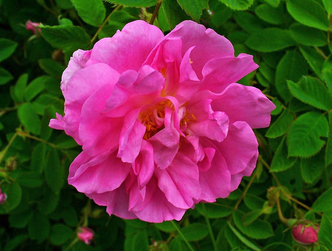 6 DOSSZIÉ Aromatika magazin 2015. 2.2. Damaszkuszi rózsa (Rosa damascena) Fotó: By H. Zell (Own work) CC BY-SA 3.