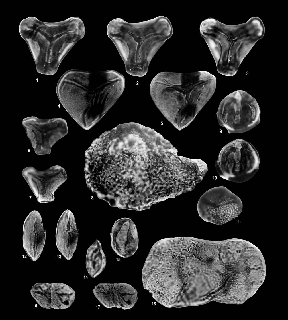 100 NAGY ELEMÉR et al. II. tábla Plate II 1 3. Concavisporites toralis, Hu 2 fúrás, 563,8 m (hettangi sinemuri) 4 5. Deltoidospora mesozoica, Hu 2 fúrás, 563,8 m (hettangi sinemuri) 6 7.