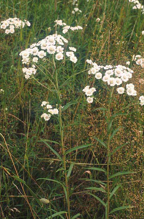 Magyar név: Sziki cickafark Latin név: Achillea asplenifolia Család: Fészekvirágzatúak