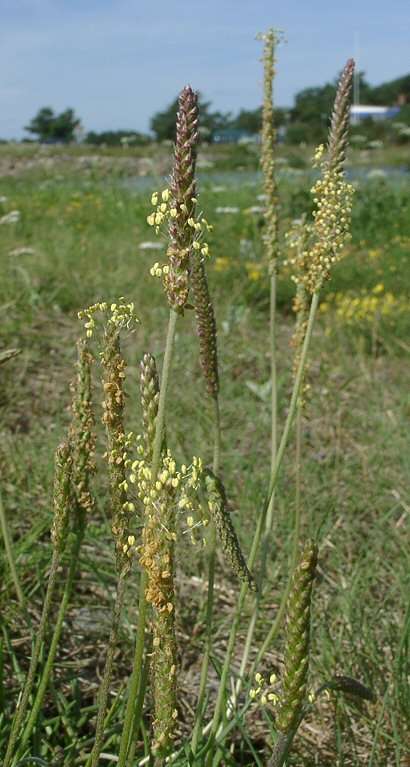 Magyar név: Sziki útifű Latin név: Plantago maritima Család: Útifűfélék (Plantaginaceae)