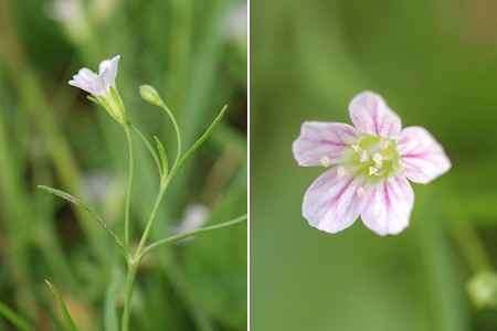 villás boglárka Ranunculus pedatus réti peremizs Inula