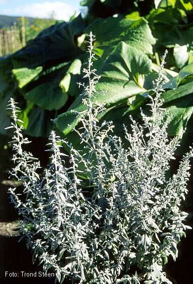 Magyar név: Sziki üröm Latin név: Artemisia maritima Család: Fészekvirágzatúak (Asteraceae)