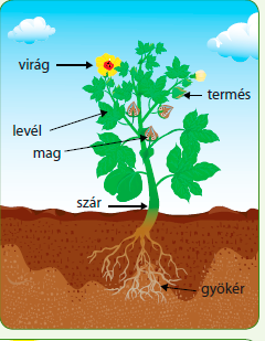 A kert a növények termesztésére körbekerített terüet a ház meett. Miyen gyümöcsöket, zödségeket nevenek ott az emberek? Sorojátok fe!