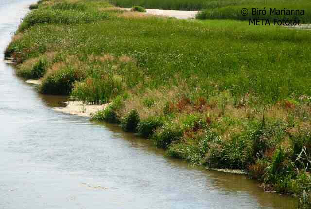 OA Jellegtelen fátlan vizes élőhelyek: Meghatározás: Jellegtelen, leromlott, vizes vagy kiszáradó vizes élőhelyek, amelyek a természetközeli