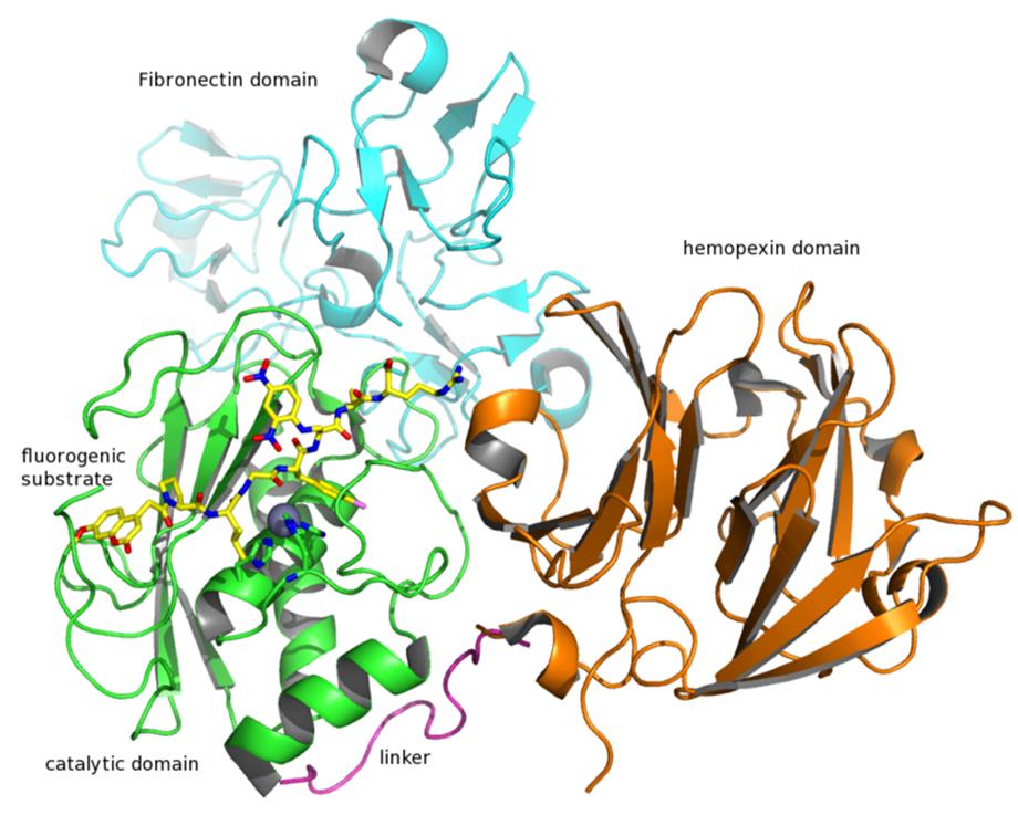 Calprotectin Mátrix metalloproteináz-9 (MMP-9) S100A8/S100A9 heterodimer