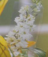Szálak Cellulóz - Nanocellulóz ecsiszar@mail.bme.