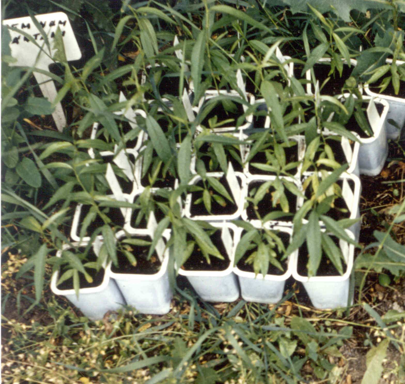 83 Sitobion avenae Fabr. Hordeum vulgare Prunus cerasifera Sitobion avenae Fabr.