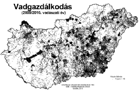 Fácán Az országban mindenütt megtalálható az állomány 2/3-3/4-e az Alföldön él Mezőgazdasági térségekhez köthető a mezgazdasági területeket erdőkkel ligetes, bozótos erdőket kedveli Nádas és bozótos