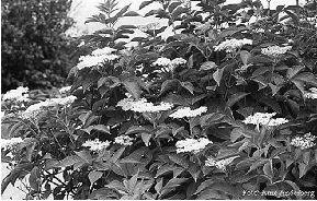 Apróvadas vadászerdő Bodzafélék (Fekete bodza Sambucus nigra, Fürtös bodza S. racemosa) Apróvadas vadászerdő Búvóhely + táplálékforrás; Síksági-hegyvidéki (FBD.