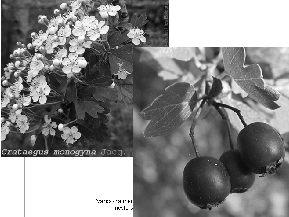 Vesszős fagyal (Ligustrum vulgare) Búvóhely + táplálékforrás; Síksági -dombvidéki; Fényigényes, DE árnyéktűrő, meleg- és mészkedvelő (savanyú talajon is!