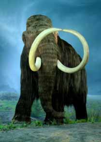 Mamut lelet Balatonfőkajár