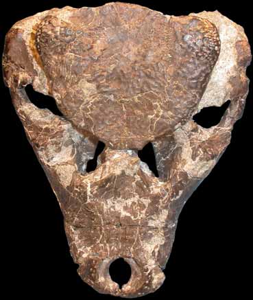 Iharkutosuchus koponya
