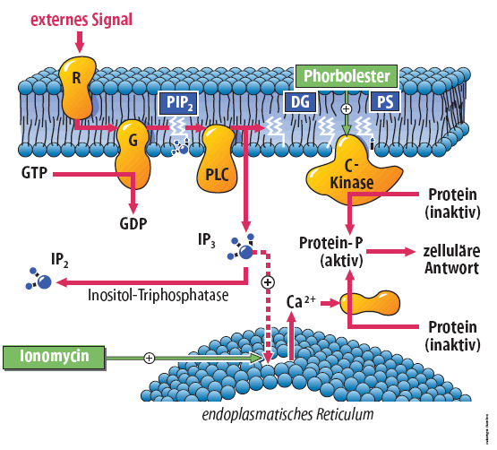 G-fehérje kapcsolt receptorok PLC (foszfolipáz C) DAG/IP3 útvonal Foszfatidil-inozitol - foszfolipáz C proteinkináz C rendszer Serkentő szignál