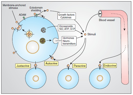 A sejtek közötti kommunikáció típusai A sejtfunkciók szabályozása A sejtek közötti kommunikáció fő típusai: Endokrin Parakrin Autokrin (Juxtakrin) Szinaptikus ingerületátvitel (kémiai és elektromos