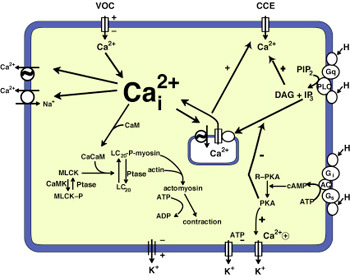 A kalmodulin (és más Ca-kötő fehérjék) modellje Az intracelluláris Ca2+ forgalom (simaizomsejt) [Ca 2+ ] iz ~10-7