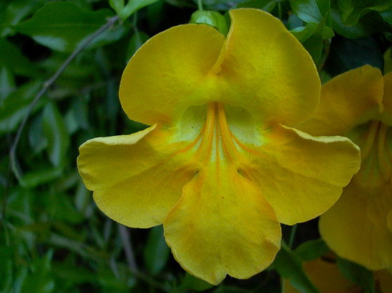 Természetes vegyületek oxigén-heteroatommal: flavanoidok (flavus = sárga [latin]) --t és fenilcsoportot tartalmazó kromon jellegű molekulák, amelyek gyakran glikozilezettek, virágszirmok színezékei