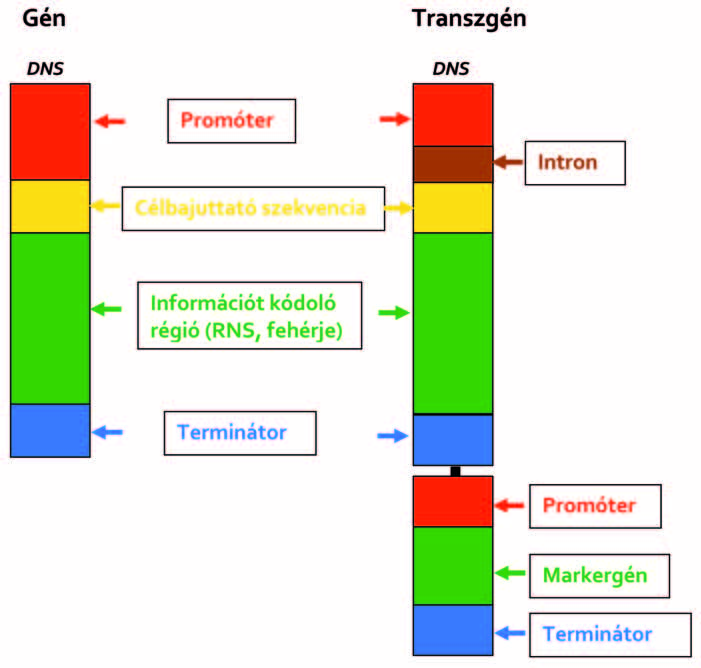 A transzgénikus (GM-) növény előállításának fontosabb lépései, eredeti (originális) fejlesztés esetén 1.