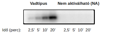 létre hozott nem akitválható ERK5 (ERK5NA) fehérjét hoztam létre, amely a későbbiekben biztosított arról, hogy az MKK5 a megfelelő helyre végzi a foszfo-transzfert (15.B ábra).