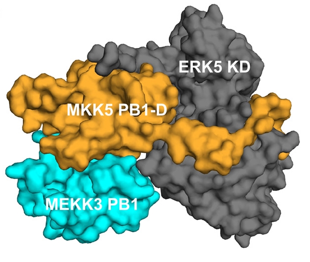 5.5 Az MKK5 PB1 domén állványozó szerepe Az ERK5 jelpálya három elemének (MEKK2/3, MKK5, ERK5) együttes összeállását már Nakamura és munkatársai is feltételezték(63).