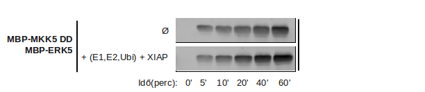C α-perk5 24. ábra) Az in vitro ubikvitinációs kísérletek Western-blot eredményei.