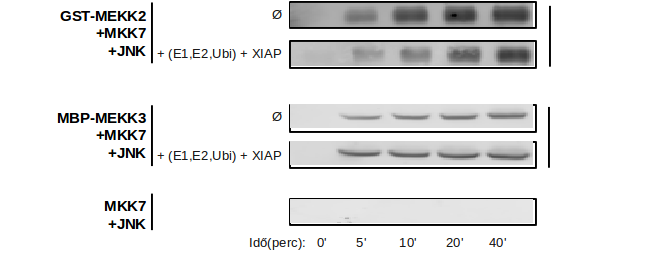 α-pjnk1 α-pjnk1 α-pmkk7 α-pjnk1 25. Ábra) Az in vitro ubikvitinációs kísérletek Western-blot eredményei.
