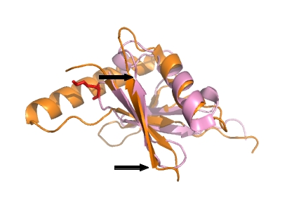 mind az ubikvitin monomer szerkezete hasonló, ún. ubikvitin feltekeredést (fold-ot) mutat (28.ábra).