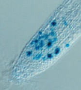 T-DNS mutagenezis 1) Első eszköz a kémiai mutagenezis volt Az érett magot kezelik. Az apikális merisztémában 1-3 sejt képviseli a csíravonalat. A kifejlett növénynél önbeporzás.