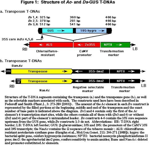 3) transzpozonok, kukorica és saját mobilis elemek Ac/Ds elemek Mindegyik elem LB és RB által határolt, agrobaktérium transzformációval vihetők be a növénybe.