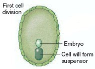 A csírázás genetikai elemzése Az embrió fejlődését akadályozó mutációk izolálása.