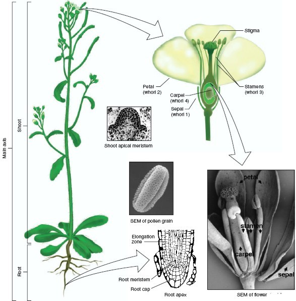 Felépítés és életciklus Ha tanulmányozni akarjuk a növények testfelépítését és kialakulását molekuláris szinten, akkor a folyamatokban hibás mutánsokat kell izolálnunk.