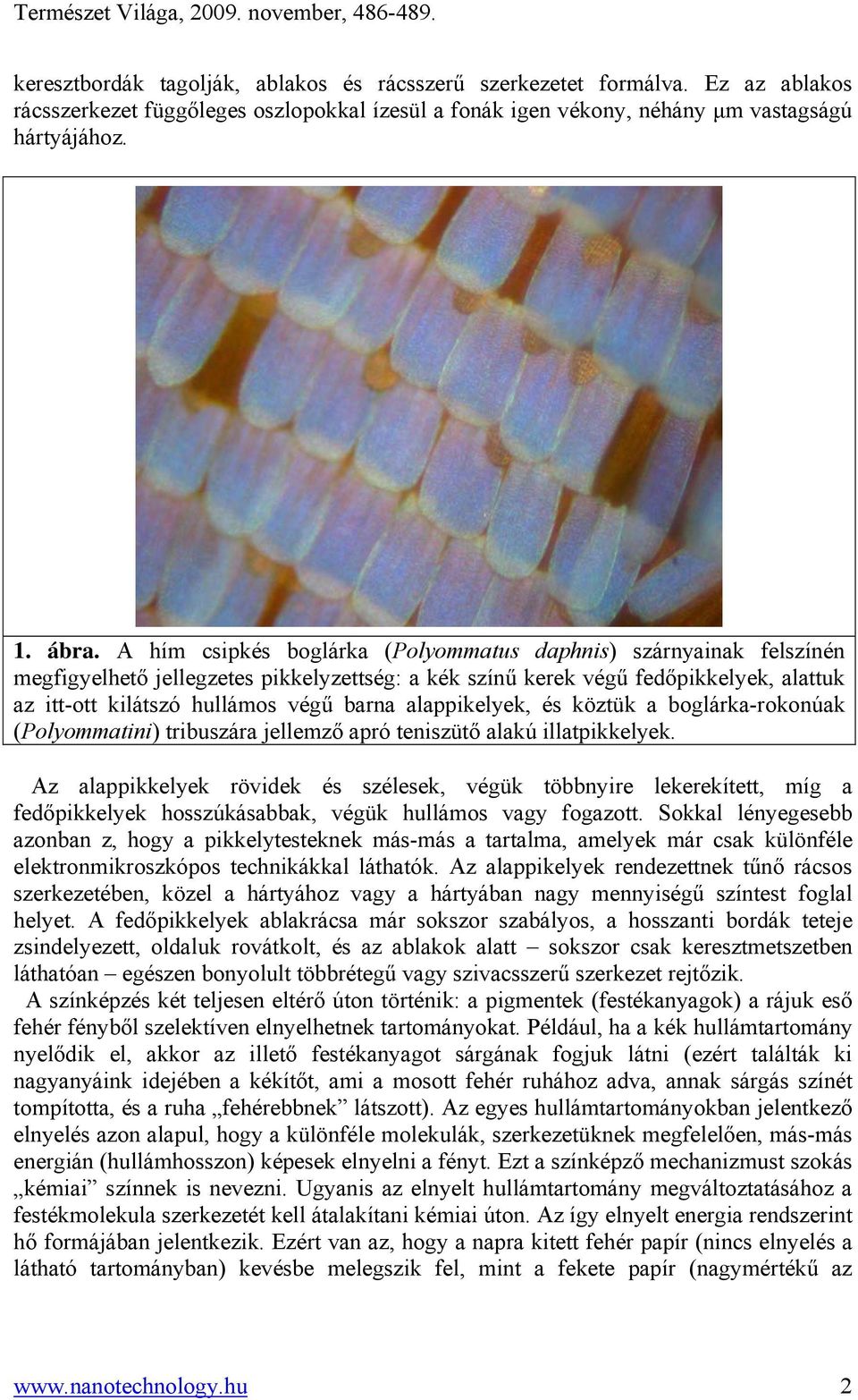 alappikelyek, és köztük a boglárka-rokonúak (Polyommatini) tribuszára jellemző apró teniszütő alakú illatpikkelyek.