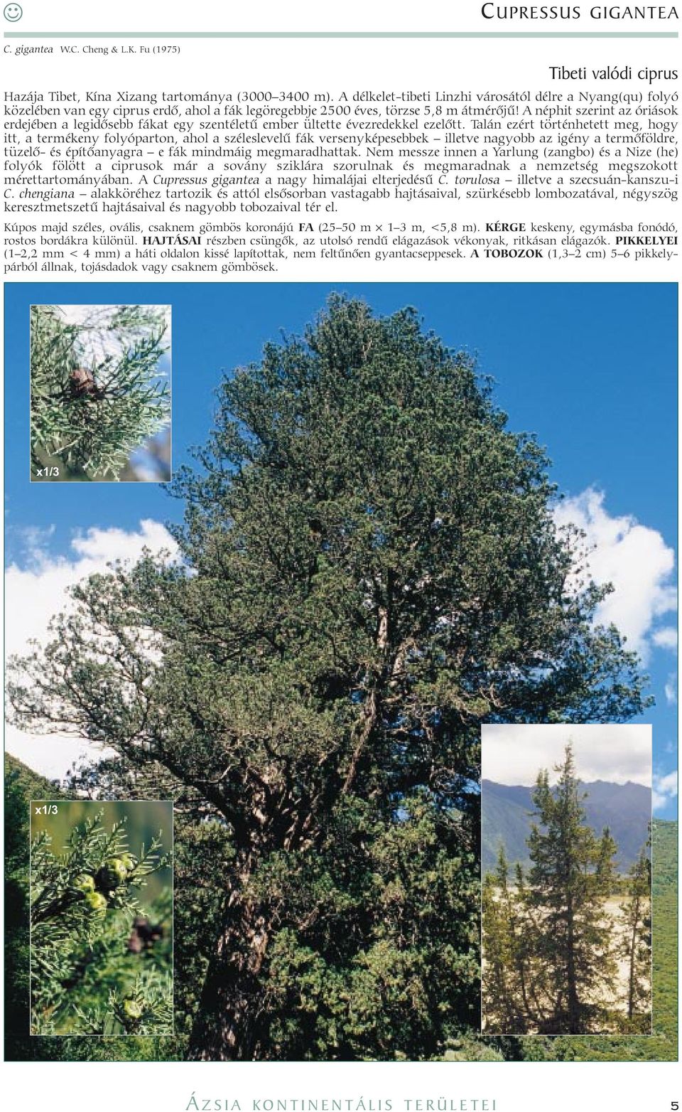 A néphit szerint az óriások erdejében a legidõsebb fákat egy szentéletû ember ültette évezredekkel ezelõtt.